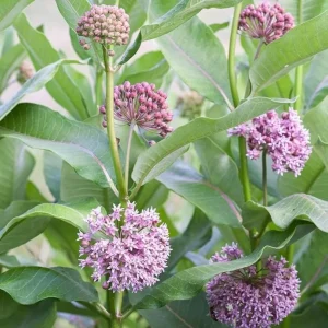 Set of 2 Broadleaf Milkweed Live Plants - 3-6