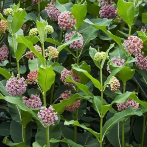 Set of 2 Broadleaf Milkweed Live Plants - 3-6