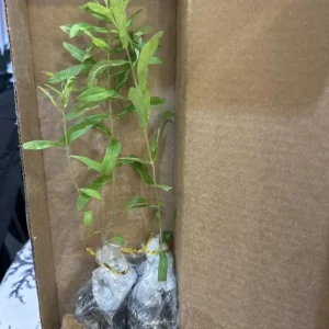Set of 2 Broadleaf Milkweed Live Plants - 3-6