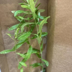 Set of 2 Broadleaf Milkweed Live Plants - 3-6