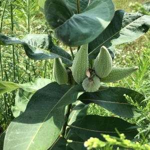 Set of 2 Broadleaf Milkweed Live Plants - 3-6