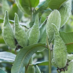 Set of 2 Broadleaf Milkweed Live Plants - 3-6