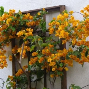 Set of 2 California Gold Bougainvillea Live Plants - 4" Tall Yellow Flowering Vine - Outdoor - Image 2