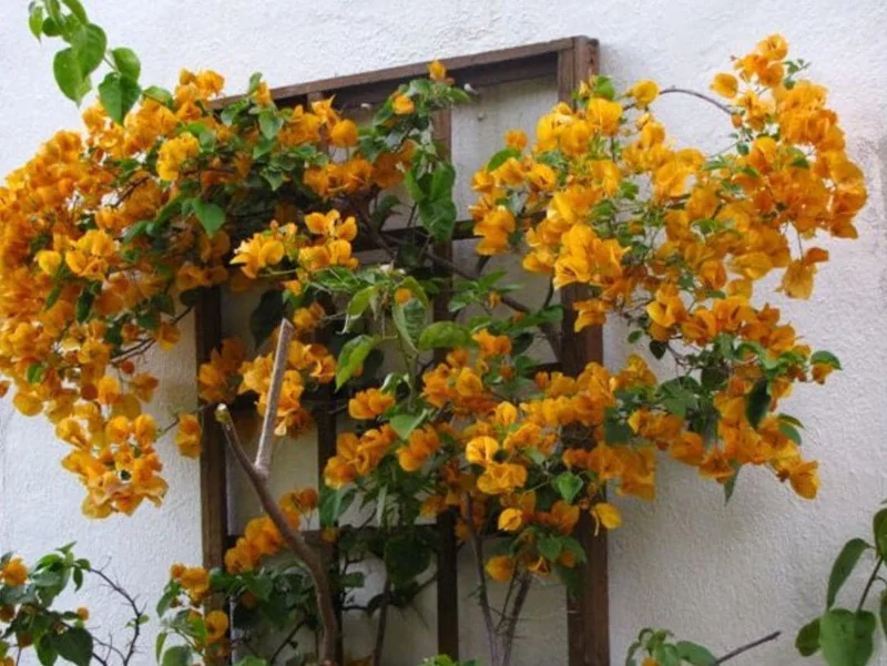 Set of 2 California Gold Bougainvillea Live Plants - 4" Tall Yellow Flowering Vine - Outdoor - Image 2
