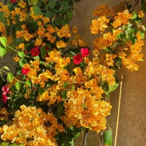Set of 2 California Gold Bougainvillea Live Plants - 4