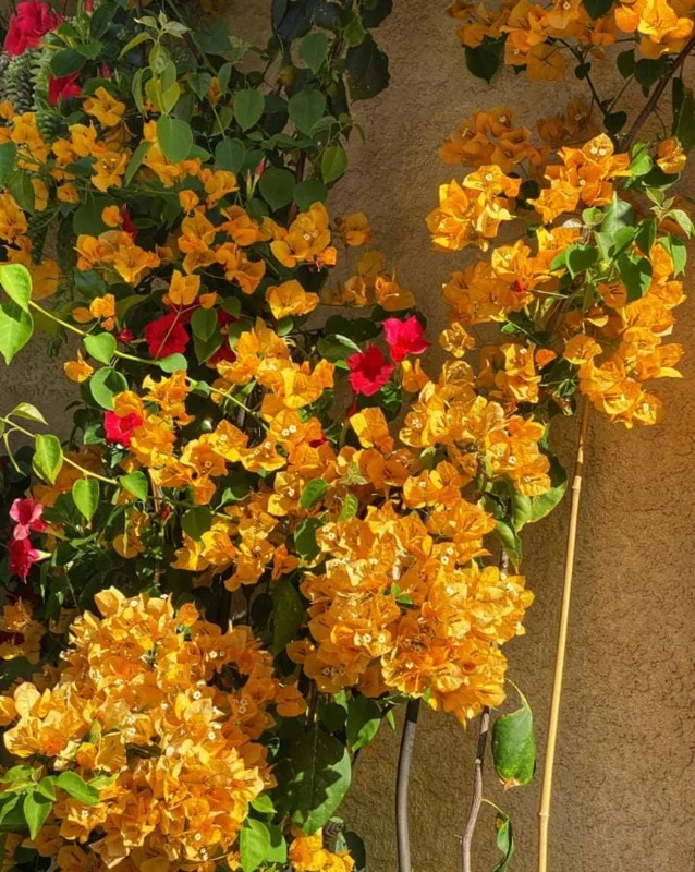 Set of 2 California Gold Bougainvillea Live Plants - 4" Tall Yellow Flowering Vine - Outdoor - Image 3