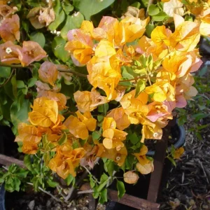 Set of 2 California Gold Bougainvillea Live Plants - 4