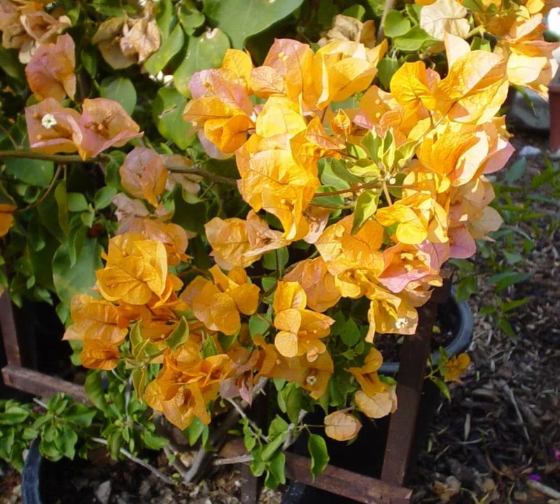Set of 2 California Gold Bougainvillea Live Plants - 4" Tall Yellow Flowering Vine - Outdoor - Image 4