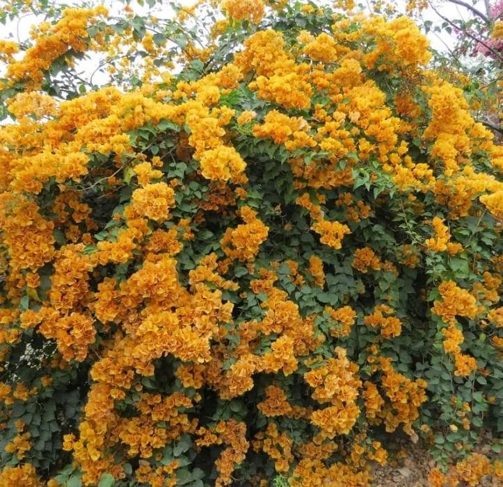 Set of 2 California Gold Bougainvillea Live Plants - 4" Tall Yellow Flowering Vine - Outdoor - Image 5