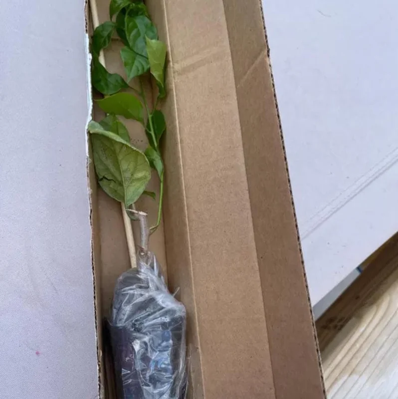 Set of 2 California Gold Bougainvillea Live Plants - 4" Tall Yellow Flowering Vine - Outdoor - Image 6