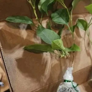 Set of 2 California Gold Bougainvillea Live Plants - 4