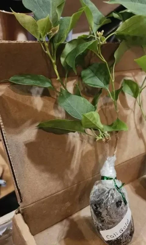 Set of 2 California Gold Bougainvillea Live Plants - 4" Tall Yellow Flowering Vine - Outdoor - Image 7