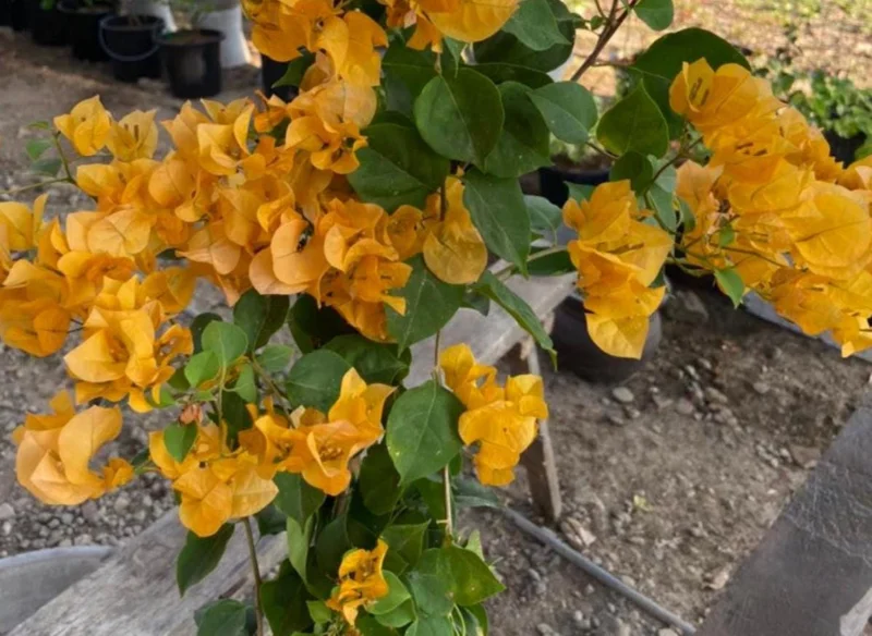 Set of 2 California Gold Bougainvillea Live Plants - 4" Tall Yellow Flowering Vine - Outdoor - Image 8