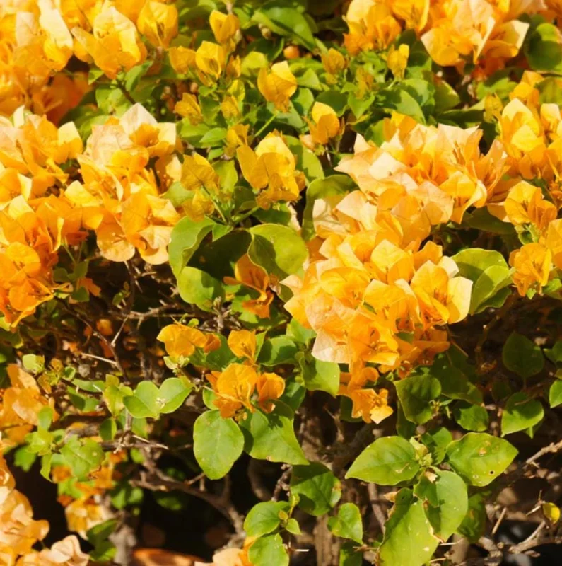 Set of 2 California Gold Bougainvillea Live Plants - 4" Tall Yellow Flowering Vine - Outdoor - Image 9