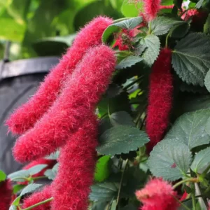 Set of 2 Chenille Copper Plant Starter Plants - 3-6" Tall Tropical Shrub for Outdoor Gardening - Image 2