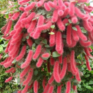 Set of 2 Chenille Copper Plant Starter Plants - 3-6