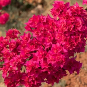 Set of 2 Double Red Bougainvillea Live Plant Starter, 4-10" Tall Vine - Image 1