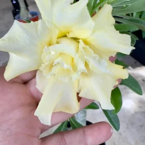 Set of 2 Double Yellow Desert Rose Live Plants - 4-6