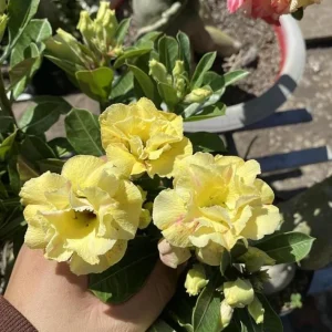 Set of 2 Double Yellow Desert Rose Live Plants - 4-6" Tall Adenium Obesum Succulent - Image 2