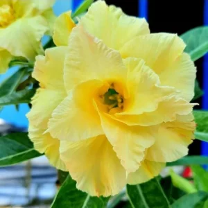 Set of 2 Double Yellow Desert Rose Live Plants - 4-6