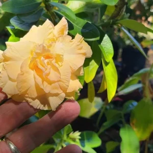 Set of 2 Double Yellow Desert Rose Live Plants - 4-6