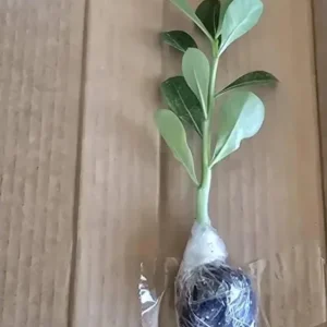 Set of 2 Double Yellow Desert Rose Live Plants - 4-6