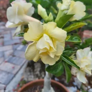 Set of 2 Double Yellow Desert Rose Live Plants - 4-6