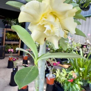 Set of 2 Double Yellow Desert Rose Live Plants - 4-6