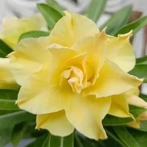 Set of 2 Double Yellow Desert Rose Live Starter Plants - 3-6