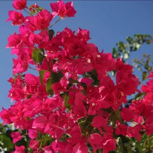 Set of 2 Helen Bougainvillea Live Plants - 4-6