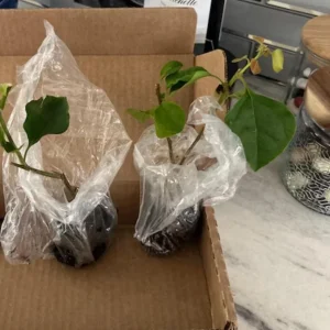 Set of 2 Helen Bougainvillea Live Plants - 4-6