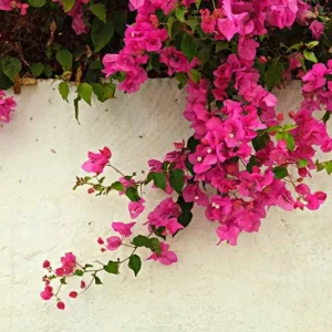 Set of 2 Helen Bougainvillea Live Plants - 4-6" Tall Tropical Climbing Vine Outdoor - Image 1