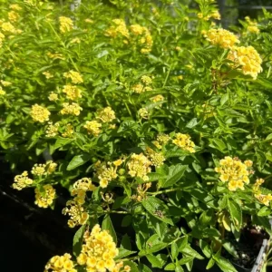 Set of 2 Lemon Drop Lantana Camara Live Plant – 4-6