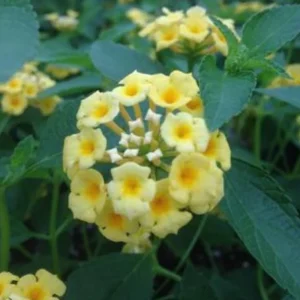 Set of 2 Lemon Drop Lantana Camara Live Plant – 4-6