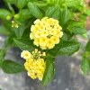 Set of 2 Lemon Drop Lantana Camara Live Plant – 4-6" Tall – Yellow Flowers – Outdoor - Image 1