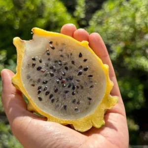 Set of 2 Live Yellow Dragon Fruit Plants - 3-6