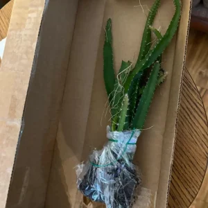 Set of 2 Live Yellow Dragon Fruit Plants - 3-6