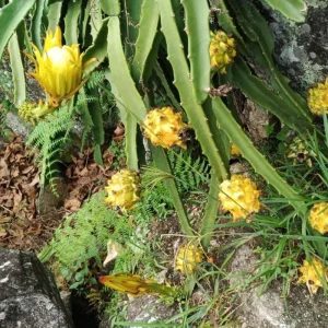 Set of 2 Live Yellow Dragon Fruit Plants - 3-6