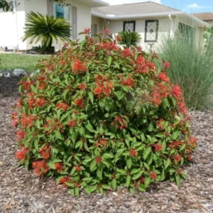 Set of 2 Mexican Firebush Live Plants - Hamelia Patens Starter - 3-6" Tall Outdoor Shrub - Image 2