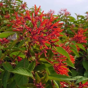 Set of 2 Mexican Firebush Live Plants - Hamelia Patens Starter - 3-6