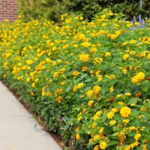 Set of 2 New Gold Lantana Live Plants, 4-6