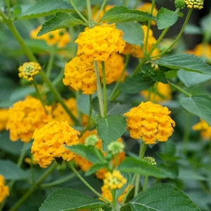 Set of 2 New Gold Lantana Live Plants, 4-6