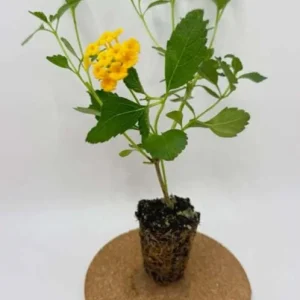 Set of 2 New Gold Lantana Live Plants, 4-6