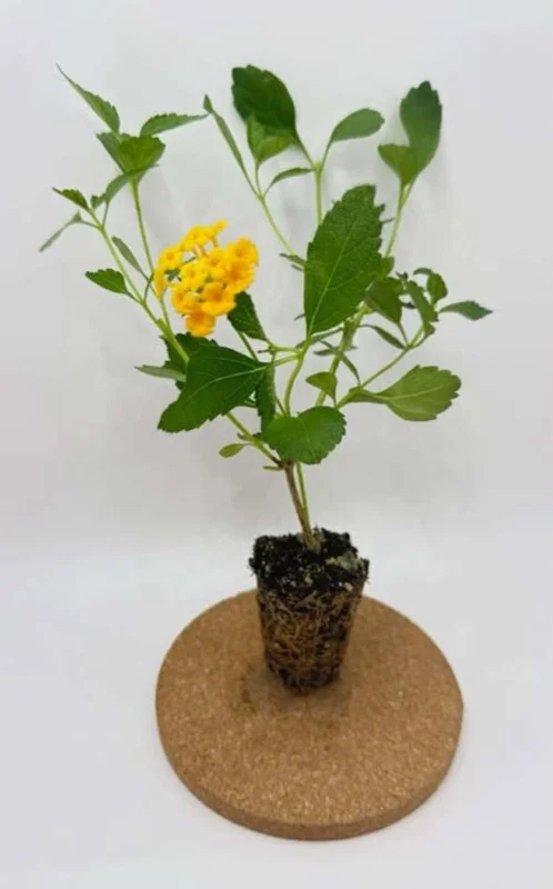 Set of 2 New Gold Lantana Live Plants, 4-6" Tall, Attracts Pollinators, Outdoor - Image 6