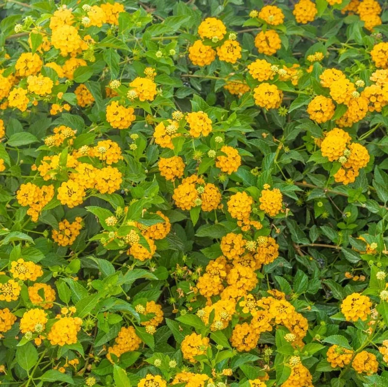 Set of 2 New Gold Lantana Live Plants, 4-6" Tall, Attracts Pollinators, Outdoor - Image 7