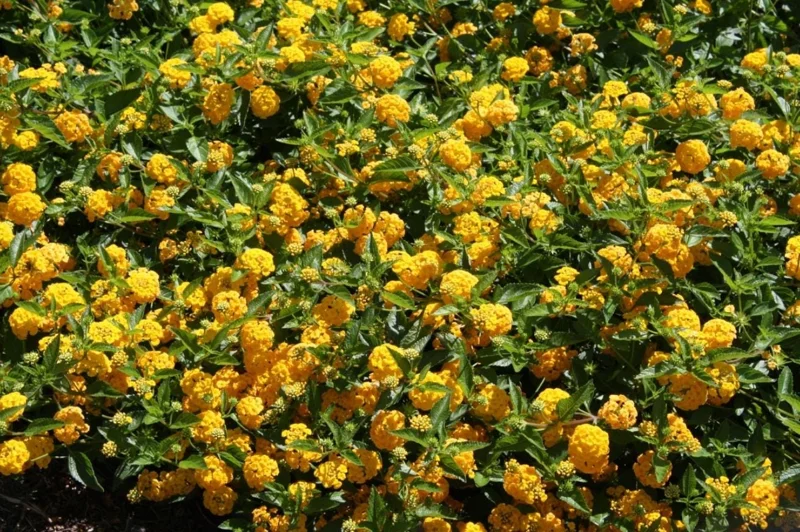 Set of 2 New Gold Lantana Live Plants, 4-6" Tall, Attracts Pollinators, Outdoor - Image 9