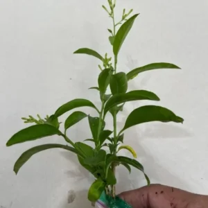 Set of 2 Night Blooming Jasmine Starter Plants - 3-8