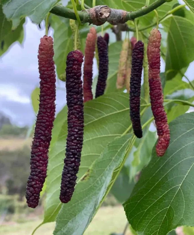 Set of 2 Pakistan Mulberry Live Plants, 6-8" Tall, Morus nigra, Self-Fertile Fruit Tree, Outdoor - Image 2