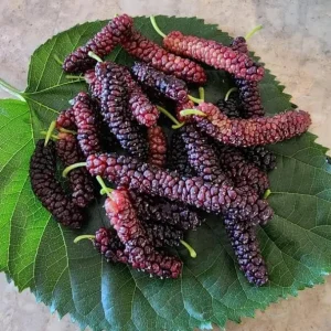 Set of 2 Pakistan Mulberry Live Plants, 6-8" Tall, Morus nigra, Self-Fertile Fruit Tree, Outdoor - Image 1