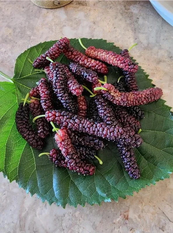 Set of 2 Pakistan Mulberry Live Plants, 6-8" Tall, Morus nigra, Self-Fertile Fruit Tree, Outdoor - Image 1